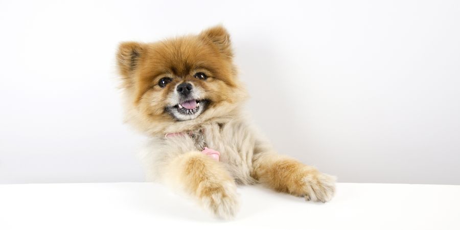 Dog grooming course article in-post image 9